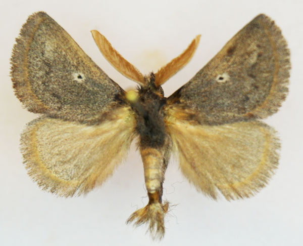 /filer/webapps/moths/media/images/M/meridionalis_Trichiurana_AM_Stroehle_02.jpg