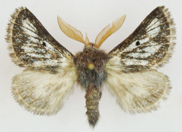 /filer/webapps/moths/media/images/M/meridionalis_Trichiurana_AM_Stroehle_03.jpg