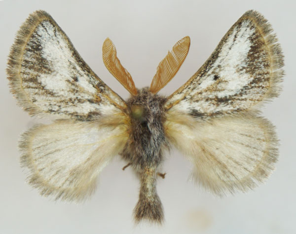 /filer/webapps/moths/media/images/M/meridionalis_Trichiurana_AM_Stroehle_04.jpg