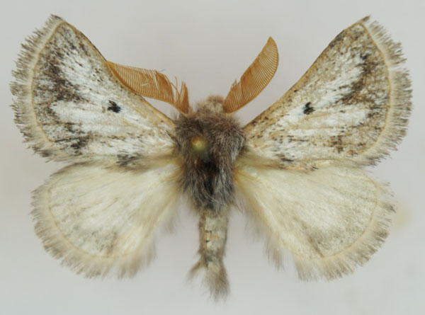 /filer/webapps/moths/media/images/M/meridionalis_Trichiurana_AM_Stroehle_05.jpg