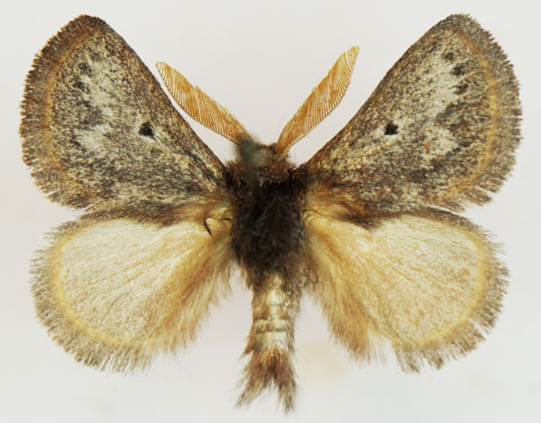 /filer/webapps/moths/media/images/M/meridionalis_Trichiurana_AM_Stroehle_06.jpg