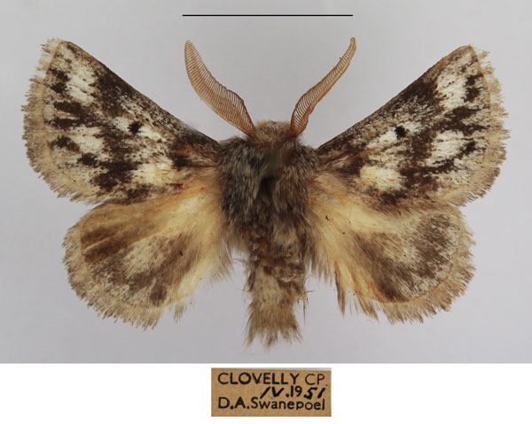 /filer/webapps/moths/media/images/M/meridionalis_Trichiurana_AM_TMSA_01.jpg