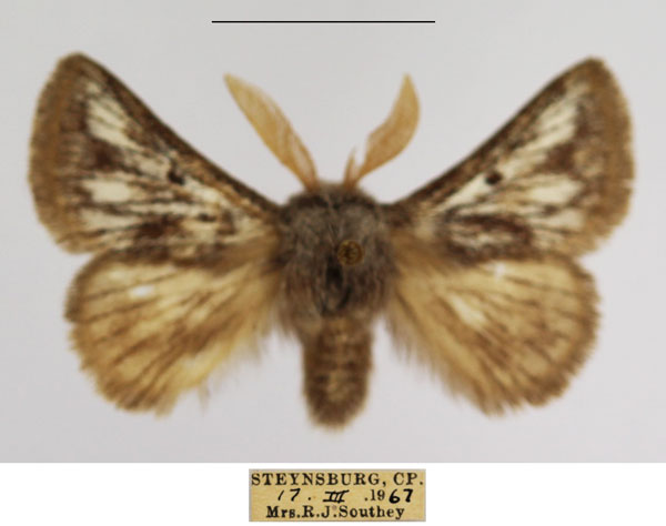 /filer/webapps/moths/media/images/M/meridionalis_Trichiurana_AM_TMSA_02.jpg