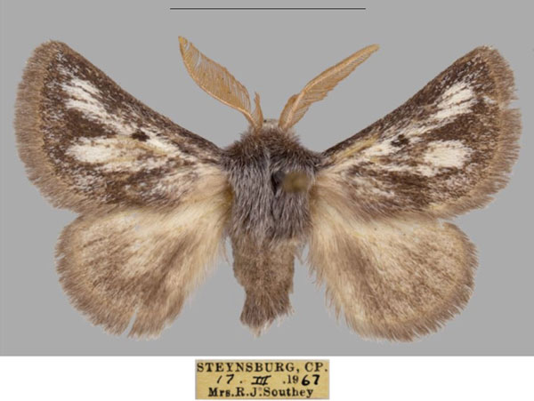 /filer/webapps/moths/media/images/M/meridionalis_Trichiurana_AM_TMSA_02_Izh60gb.jpg