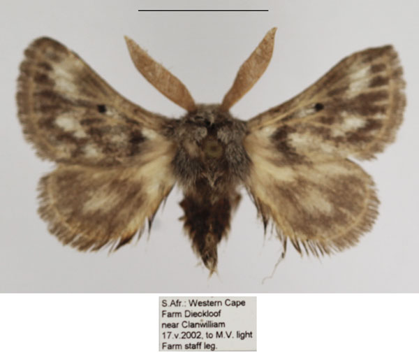 /filer/webapps/moths/media/images/M/meridionalis_Trichiurana_AM_TMSA_03.jpg