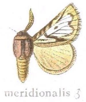 /filer/webapps/moths/media/images/M/meridionalis_Trichiurana_HT_Aurivillius_27e.jpg