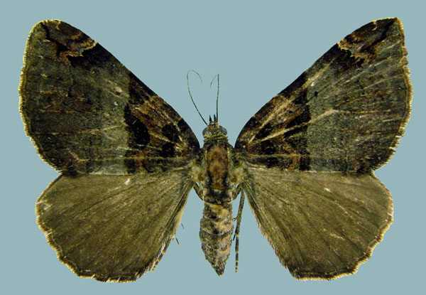 /filer/webapps/moths/media/images/M/meridionata_Gonanticlea_AF_ZSM.jpg