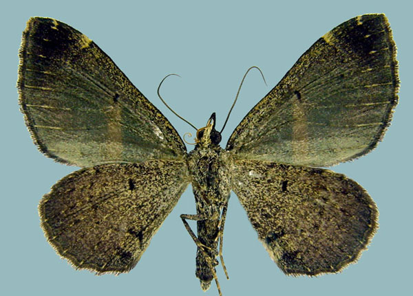 /filer/webapps/moths/media/images/M/meridionata_Gonanticlea_AM_ZSMb.jpg
