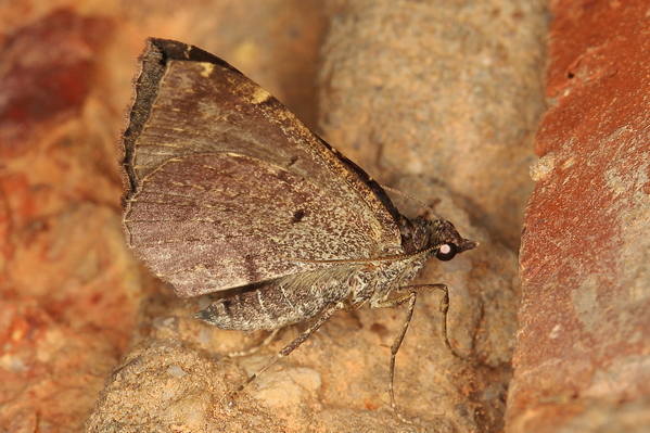 /filer/webapps/moths/media/images/M/meridionata_Gonanticlea_Eublemma_A_Heyns_01.JPG