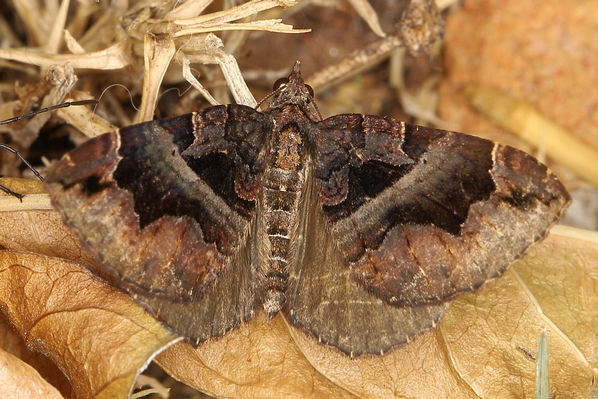 /filer/webapps/moths/media/images/M/meridionata_Gonanticlea_Eublemma_A_Heyns_02.JPG