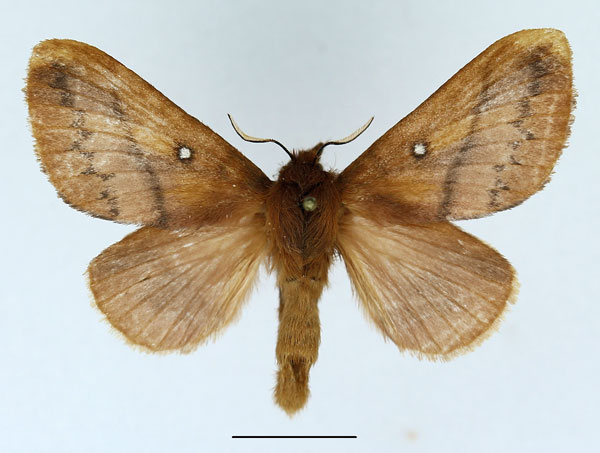 /filer/webapps/moths/media/images/M/merina_Phoenicladocera_AF_Basquin_01.jpg