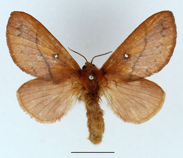 /filer/webapps/moths/media/images/M/merina_Phoenicladocera_AF_Basquin_02.jpg