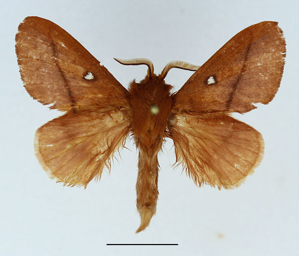 /filer/webapps/moths/media/images/M/merina_Phoenicladocera_AM_Basquin_01.jpg