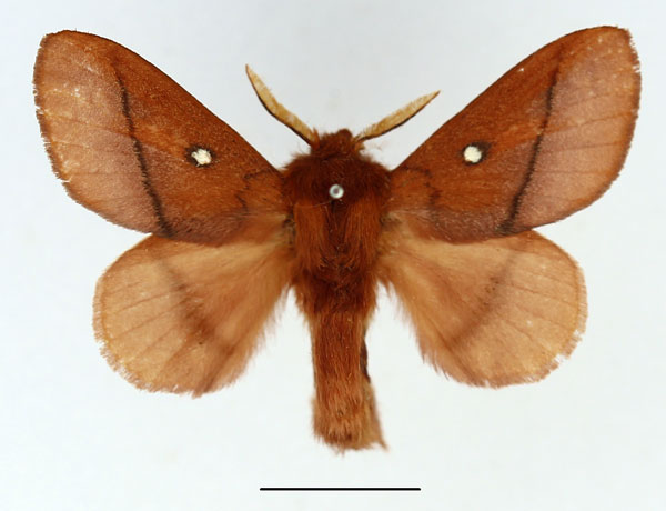 /filer/webapps/moths/media/images/M/merina_Phoenicladocera_AM_Basquin_02.jpg