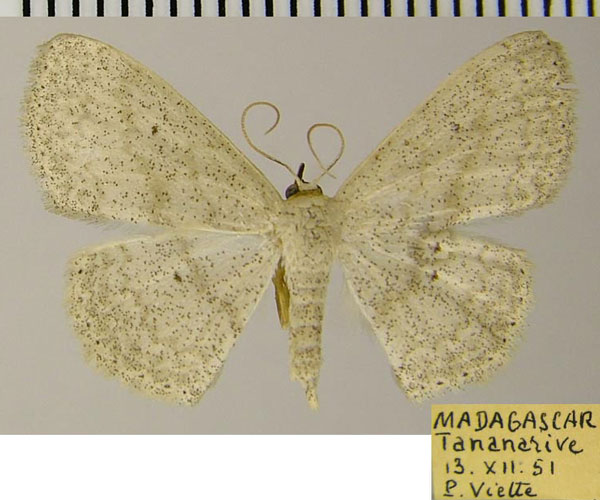 /filer/webapps/moths/media/images/M/merina_Scopula_AF_ZSM.jpg