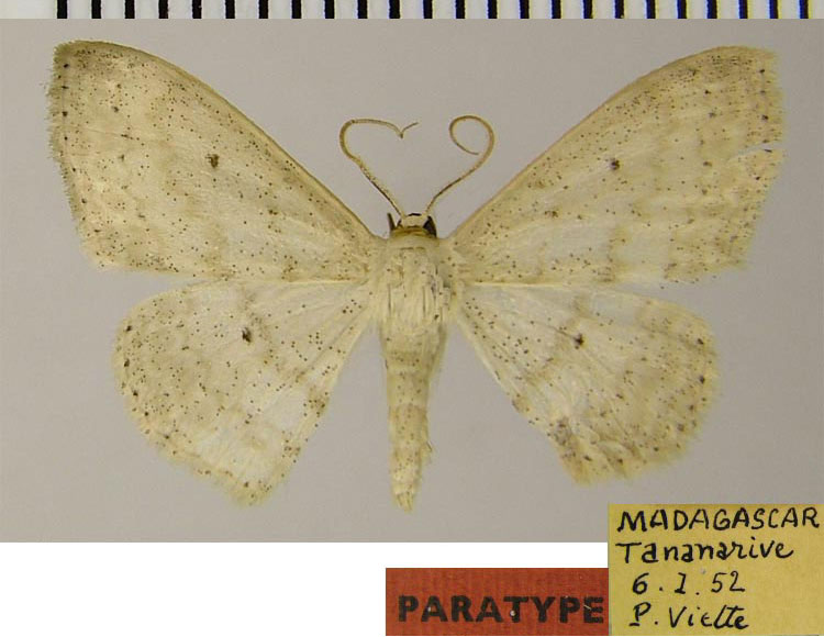 /filer/webapps/moths/media/images/M/merina_Scopula_PTM_ZSMa.jpg