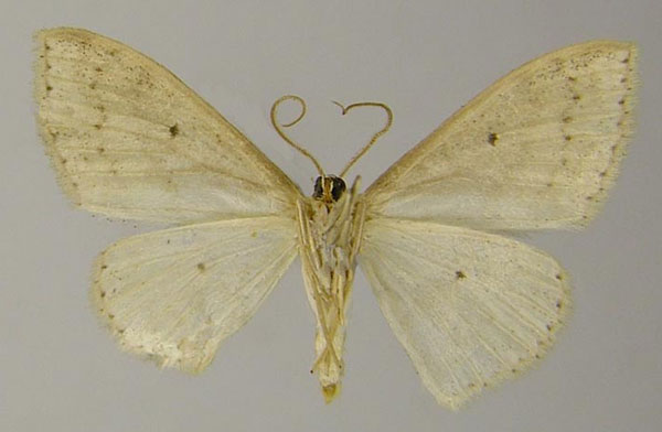 /filer/webapps/moths/media/images/M/merina_Scopula_PTM_ZSMb.jpg