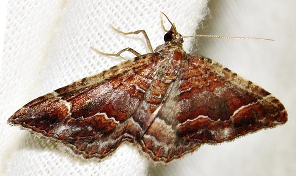 /filer/webapps/moths/media/images/M/mermera_Mimoclystia_A_Braun_01.jpg