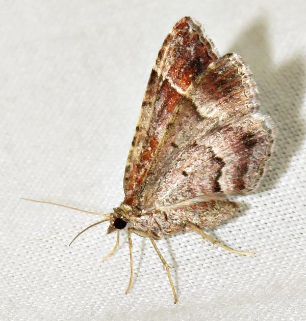 /filer/webapps/moths/media/images/M/mermera_Mimoclystia_A_Braun_02.jpg