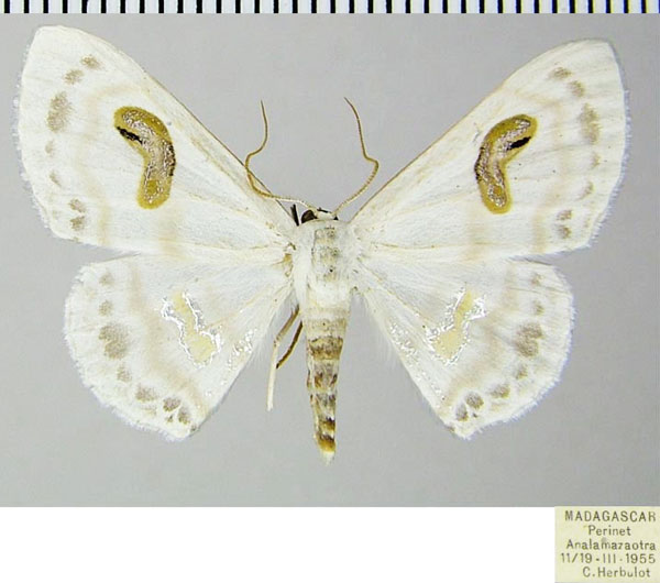 /filer/webapps/moths/media/images/M/meroearia_Problepsis_AF_ZSM.jpg