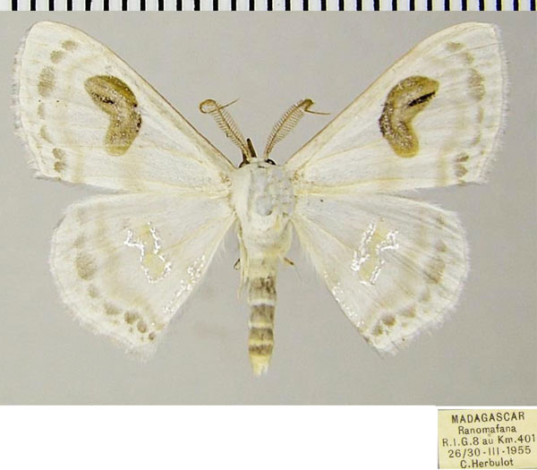 /filer/webapps/moths/media/images/M/meroearia_Problepsis_AM_ZSMa.jpg
