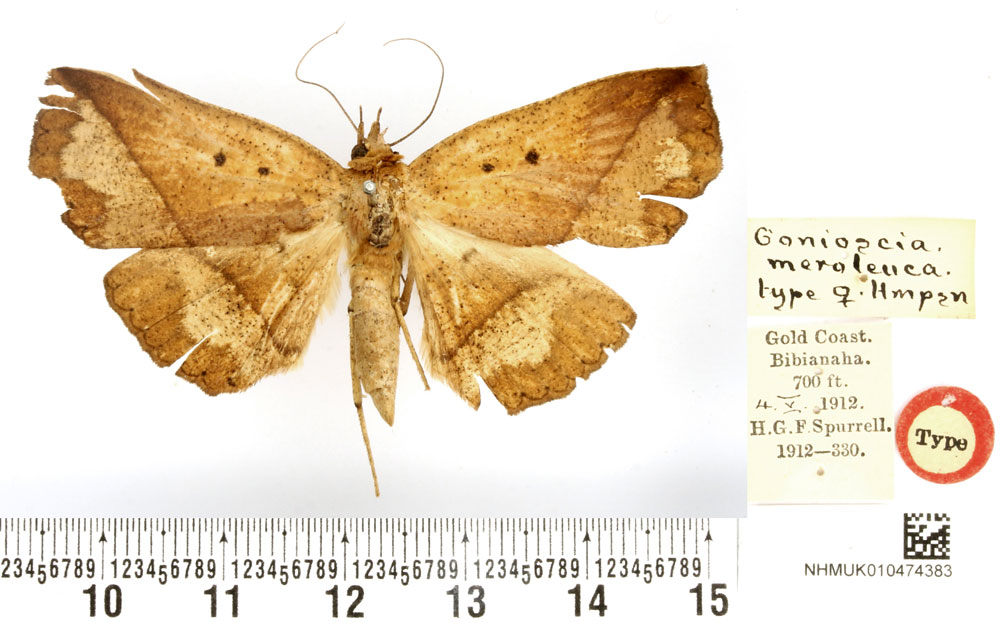 /filer/webapps/moths/media/images/M/meroleuca_Gonioscia_HT_BMNH.jpg