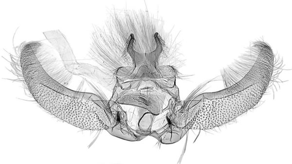 /filer/webapps/moths/media/images/M/merope_Gnathodracon_GMHT_MRSN.jpg
