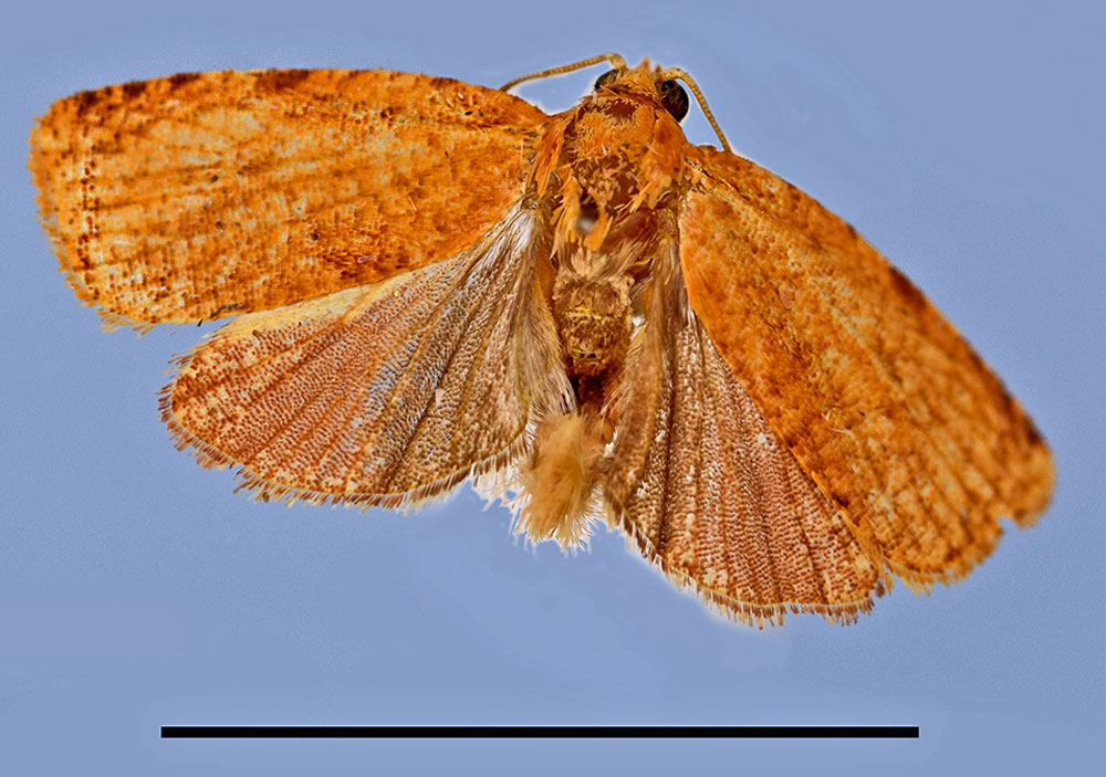 /filer/webapps/moths/media/images/M/merope_Gnathodracon_HT_MRSN.jpg