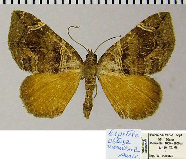 /filer/webapps/moths/media/images/M/meruana_Ecpetala_AF_ZSMa.jpg