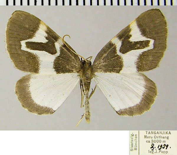 /filer/webapps/moths/media/images/M/meruana_Haplolabida_AM_ZSMa.jpg