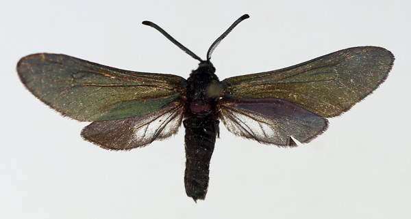 /filer/webapps/moths/media/images/M/meruana_Saliunca_AF_TMSA.jpg