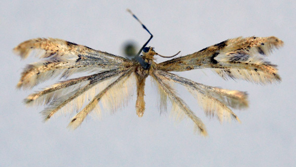 /filer/webapps/moths/media/images/M/meruensis_Pselnophorus_HT_NHMO.jpg