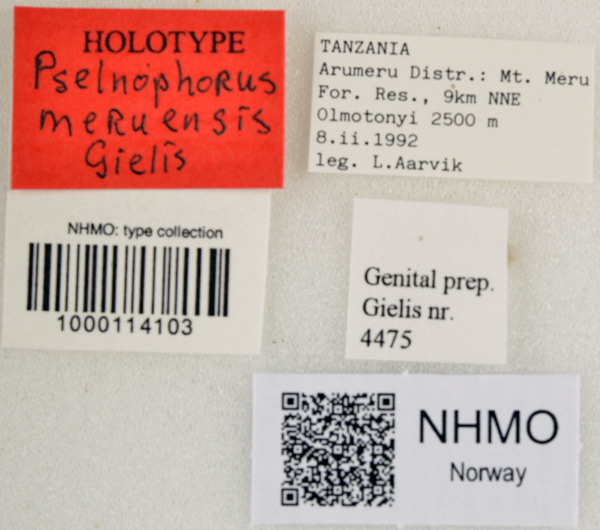 /filer/webapps/moths/media/images/M/meruensis_Pselnophorus_HT_NHMOl.jpg