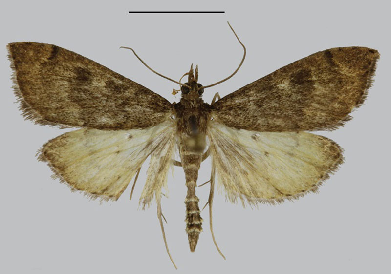 /filer/webapps/moths/media/images/M/meruensis_Udea_HT_NHMO.jpg