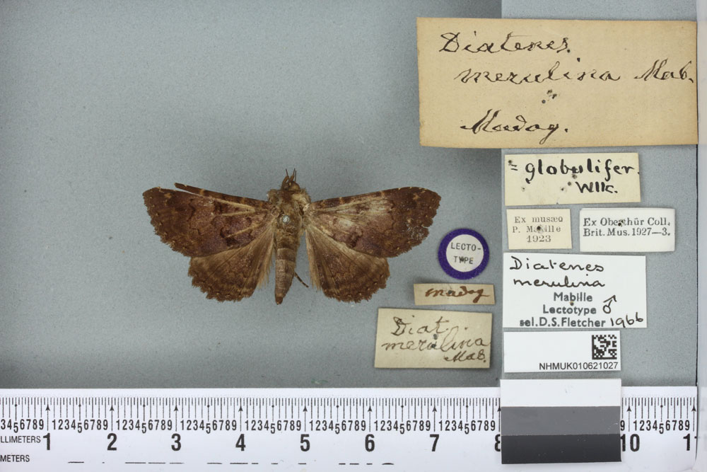 /filer/webapps/moths/media/images/M/merulina_Diatenes_HT_BMNHa.jpg