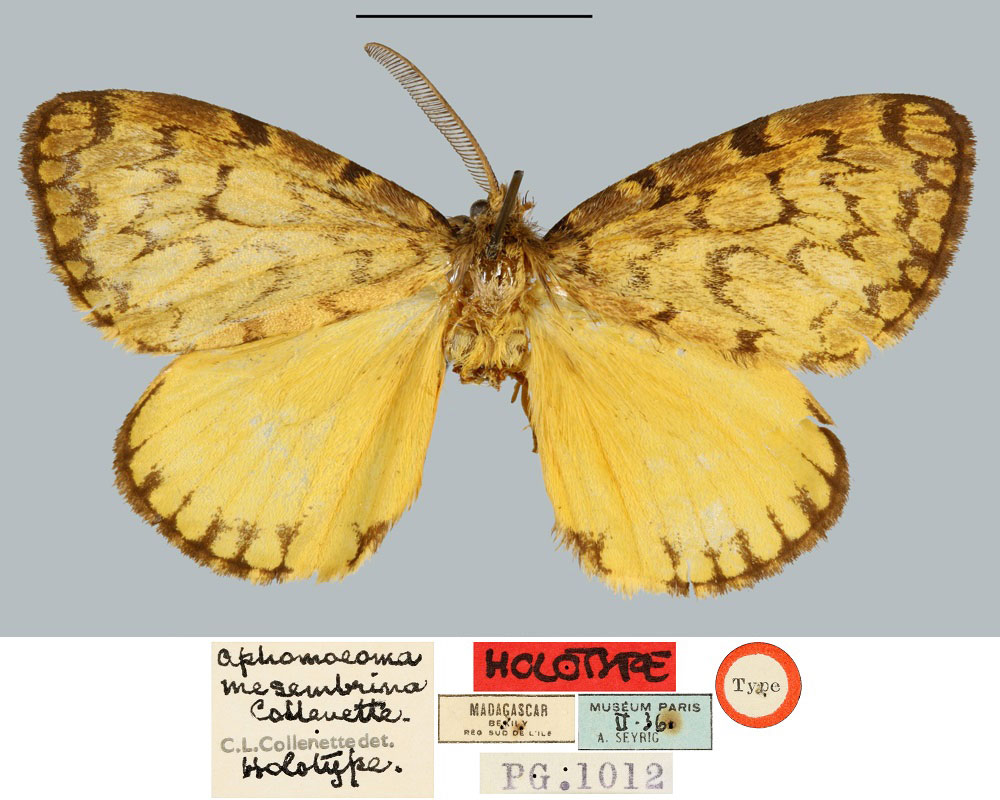 /filer/webapps/moths/media/images/M/mesembrinum_Aphomoeoma_HT_MNHN.jpg