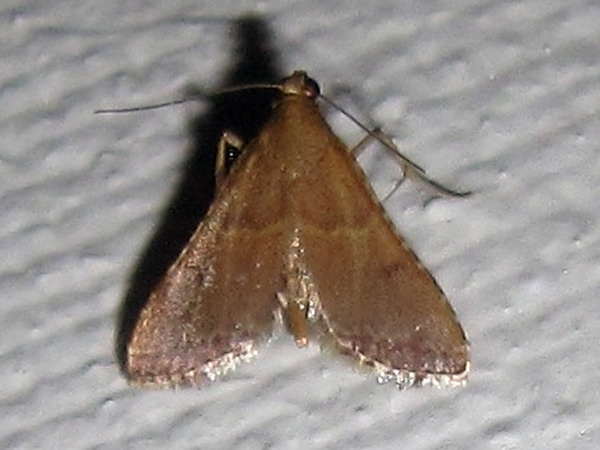 /filer/webapps/moths/media/images/M/mesenterialis_Endotricha_AF_Bippus.jpg