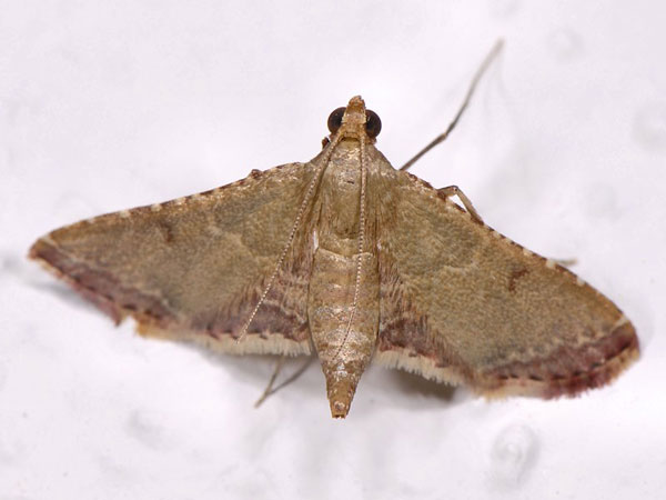 /filer/webapps/moths/media/images/M/mesenterialis_Endotricha_AF_Mazzei_01.jpg