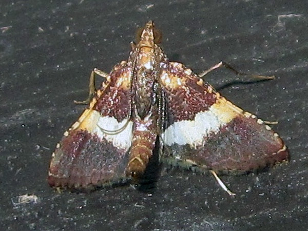 /filer/webapps/moths/media/images/M/mesenterialis_Endotricha_AM_Bippus.jpg