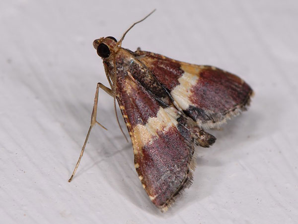 /filer/webapps/moths/media/images/M/mesenterialis_Endotricha_AM_Mazzei_02.jpg
