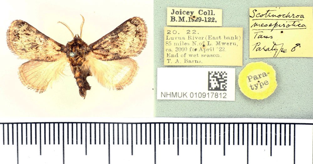 /filer/webapps/moths/media/images/M/mesepirotica_Scotinochroa_PT_BMNH.jpg