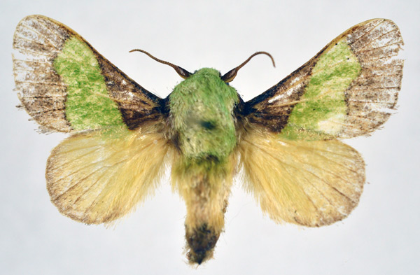 /filer/webapps/moths/media/images/M/mesochloris_Parasa_AM_NHMO.jpg