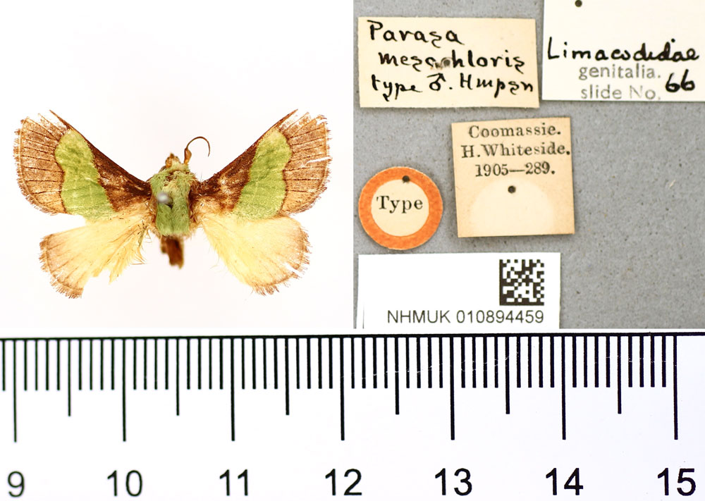 /filer/webapps/moths/media/images/M/mesochloris_Parasa_HT_BMNH.jpg