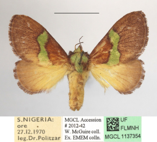 /filer/webapps/moths/media/images/M/mesochloris_Parasa_MGCLa_01.JPG