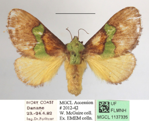 /filer/webapps/moths/media/images/M/mesochloris_Parasa_MGCLa_02.JPG
