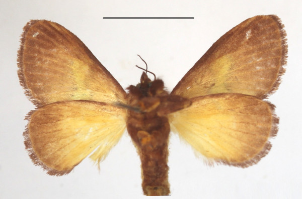 /filer/webapps/moths/media/images/M/mesochloris_Parasa_MGCLb_01.JPG