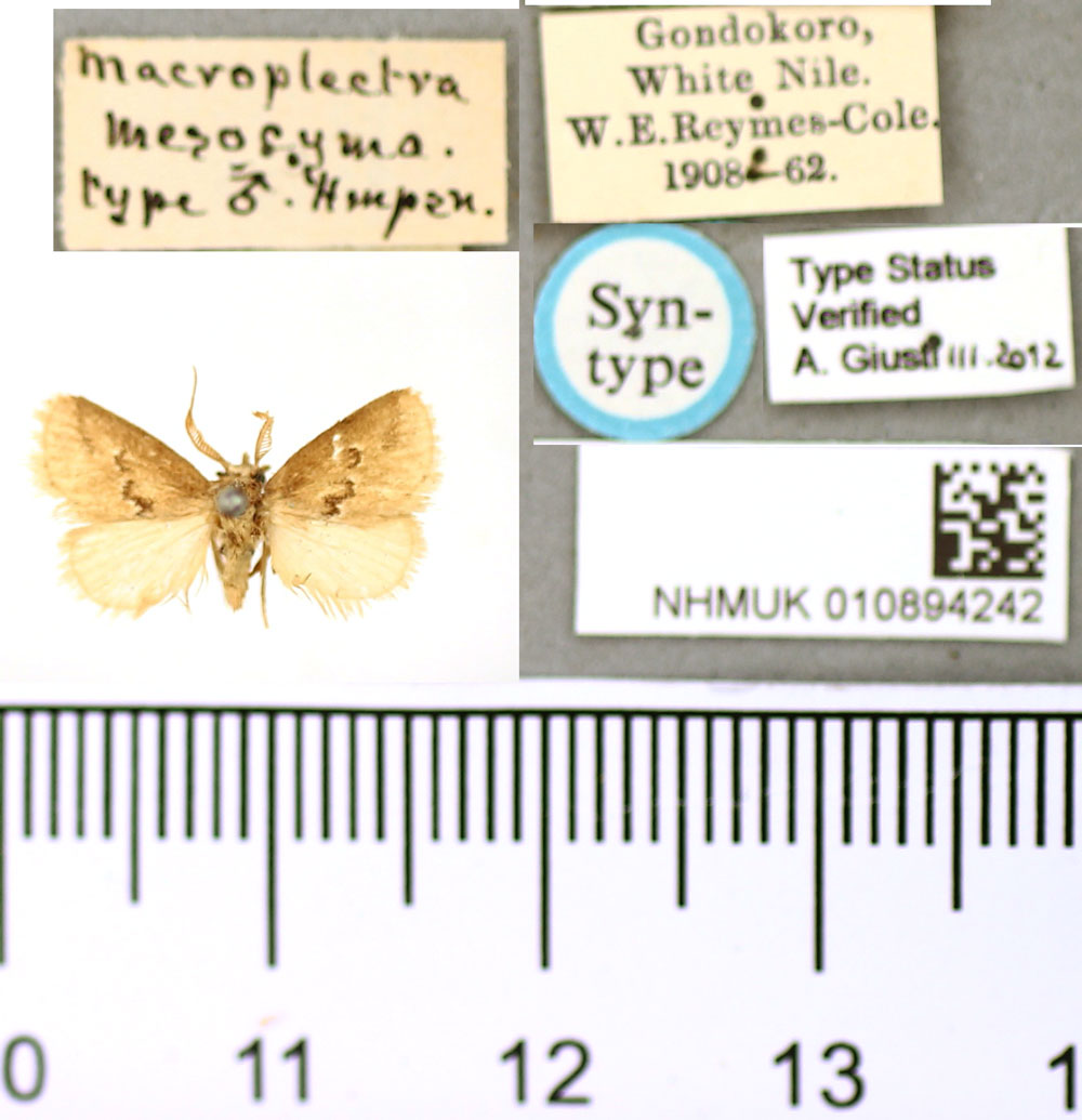 /filer/webapps/moths/media/images/M/mesocyma_Macroplectra_STM_BMNH.jpg