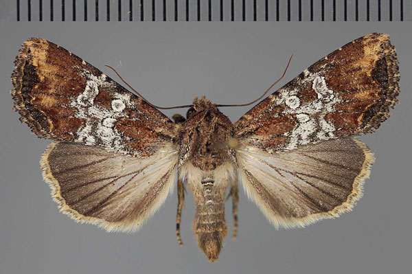 /filer/webapps/moths/media/images/M/mesoglauca_Omphalestra_AF_Fiebig.jpg