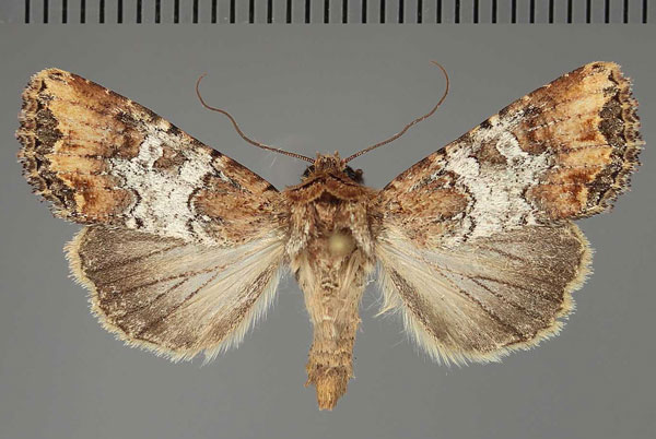 /filer/webapps/moths/media/images/M/mesoglauca_Omphalestra_AM_Fiebig.jpg