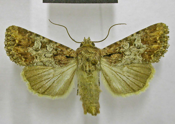 /filer/webapps/moths/media/images/M/mesoglauca_Omphalestra_AM_TMSA.jpg